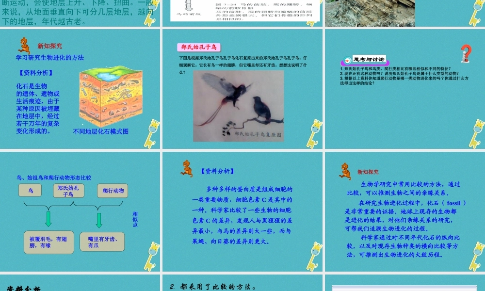 八年级生物下册 7.3.2生物进化的历程课件2 （新版）新人教版-（新版）新人教级下册生物课件