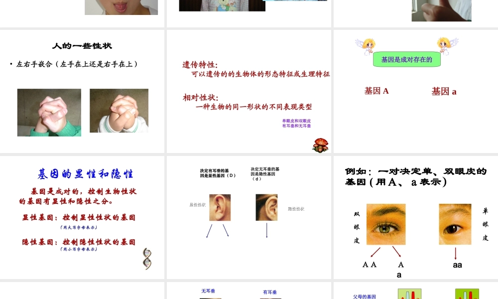 八年级生物下册 22.2 人的性状和遗传课件 （新版）苏教版-（新版）苏教级下册生物课件