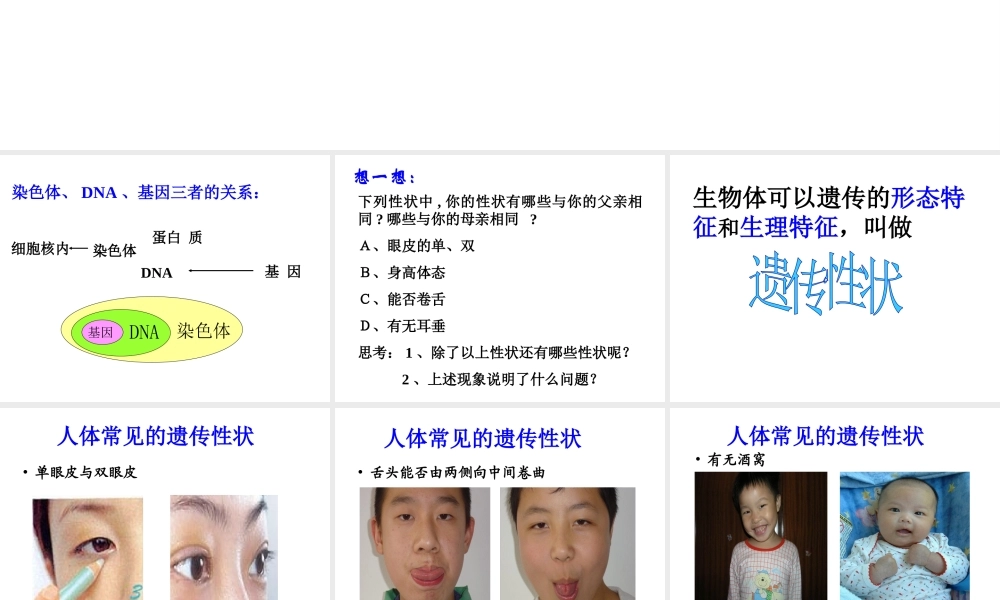 八年级生物下册 22.2 人的性状和遗传课件 （新版）苏教版