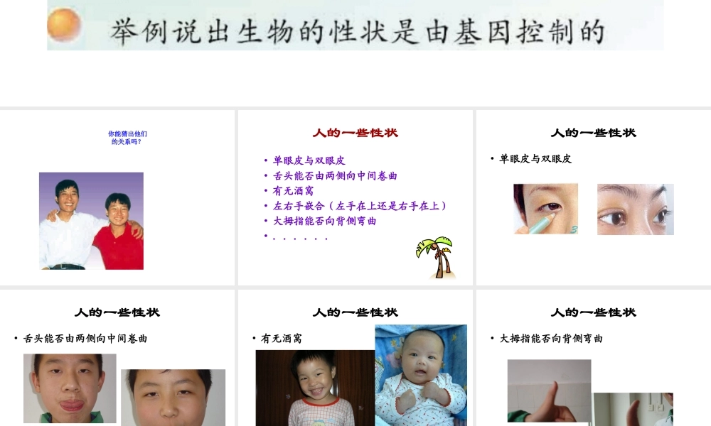 八年级生物下册 22.2 人的性状与遗传课件 （新版）苏教版