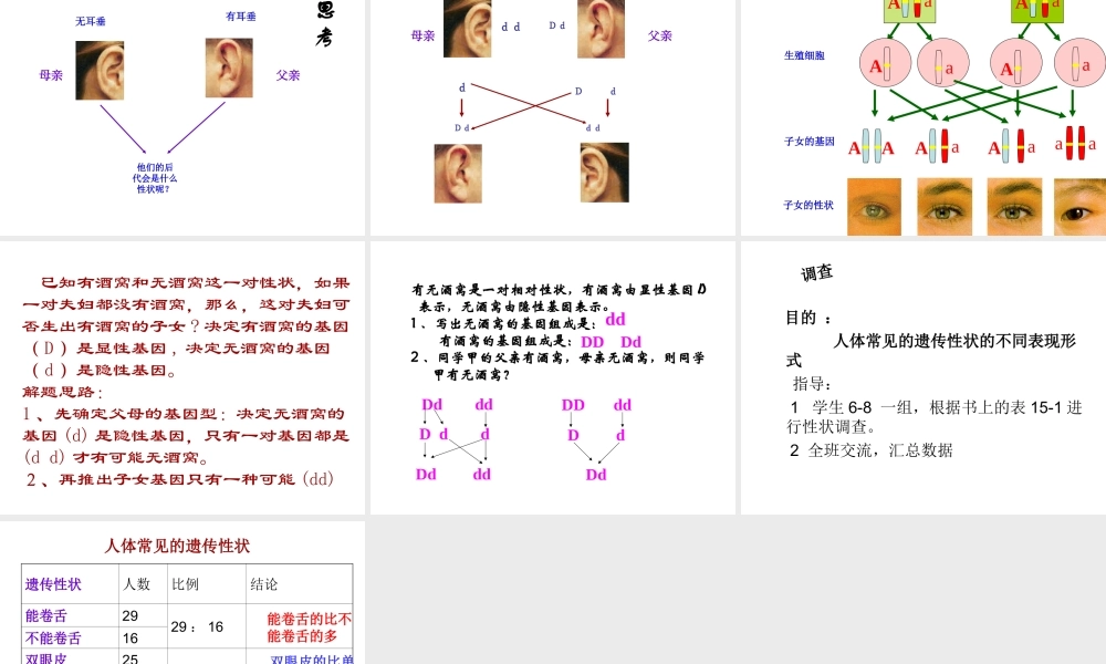 八年级生物下册 22.2 人的性状与遗传课件 （新版）苏教版