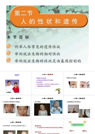 八年级生物下册 22.2 人的性状与遗传课件 （新版）苏教版