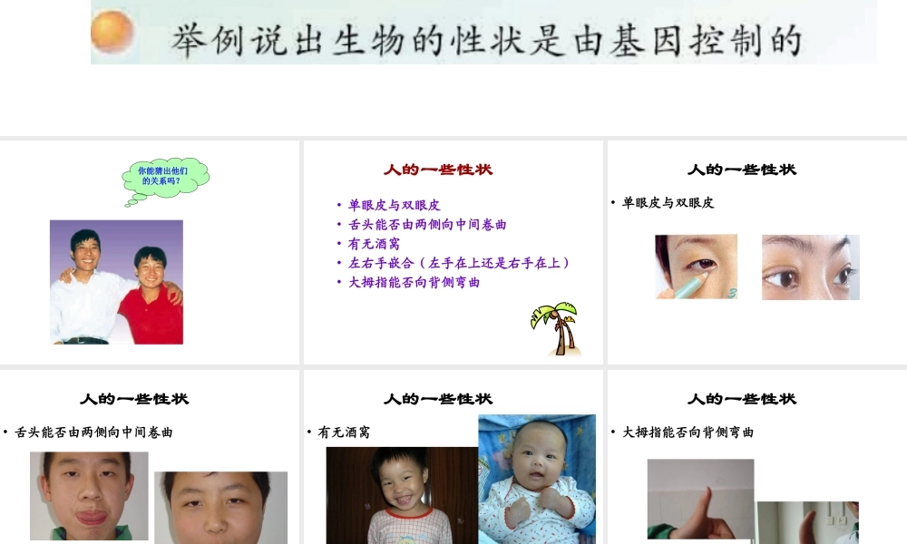 八年级生物下册 22.2 人的遗传性状课件 （新版）苏教版-（新版）苏教版初中八年级下册生物课件