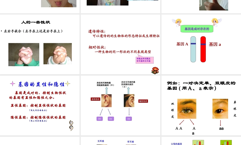 八年级生物下册 22.2 人的遗传性状课件 （新版）苏教版-（新版）苏教版初中八年级下册生物课件