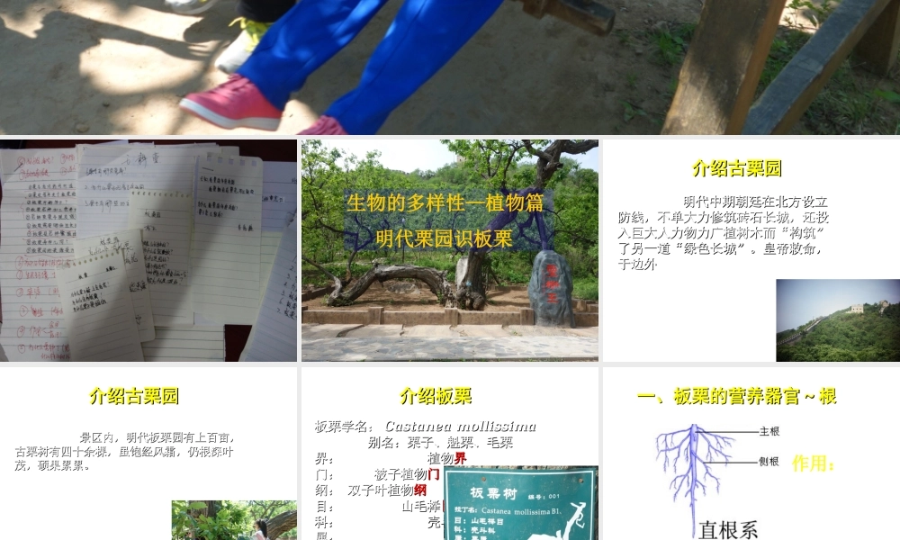 八年级生物下册 第13章 生物的多样性—植物篇 明代栗园识板栗活动课件 北京课改版-北京课改版初中八年级下册生物课件