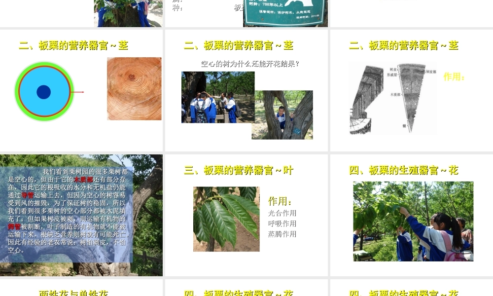 八年级生物下册 第13章 生物的多样性—植物篇 明代栗园识板栗活动课件 北京课改版-北京课改版初中八年级下册生物课件
