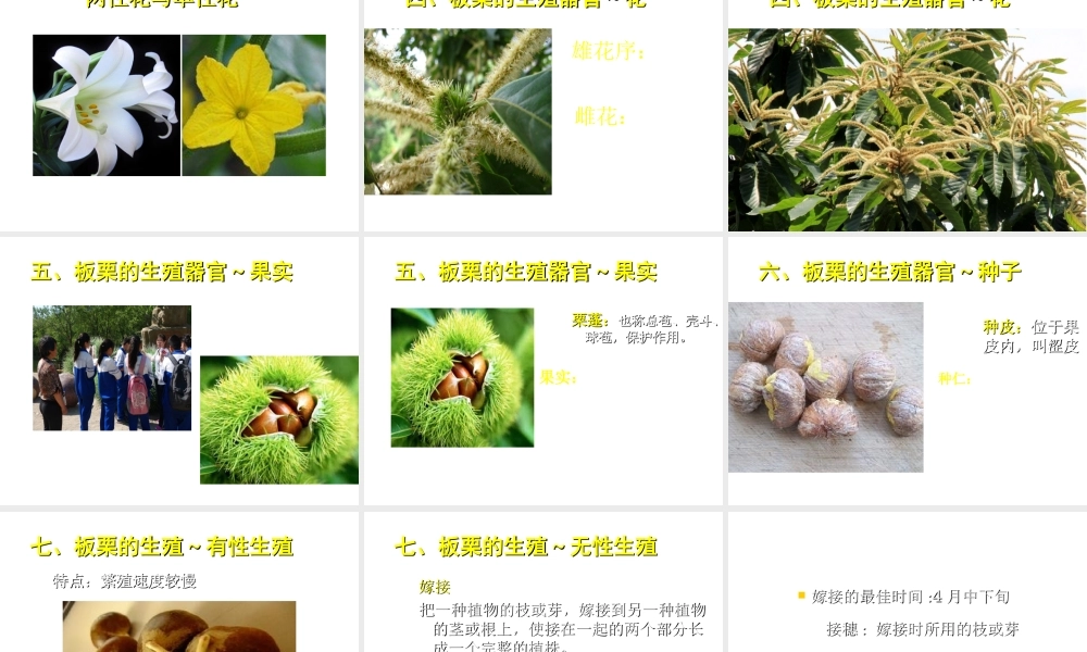 八年级生物下册 第13章 生物的多样性—植物篇 明代栗园识板栗活动课件 北京课改版-北京课改版初中八年级下册生物课件