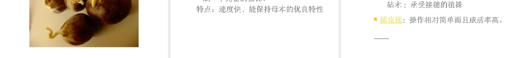 八年级生物下册 第13章 生物的多样性—植物篇 明代栗园识板栗活动课件 北京课改版-北京课改版初中八年级下册生物课件