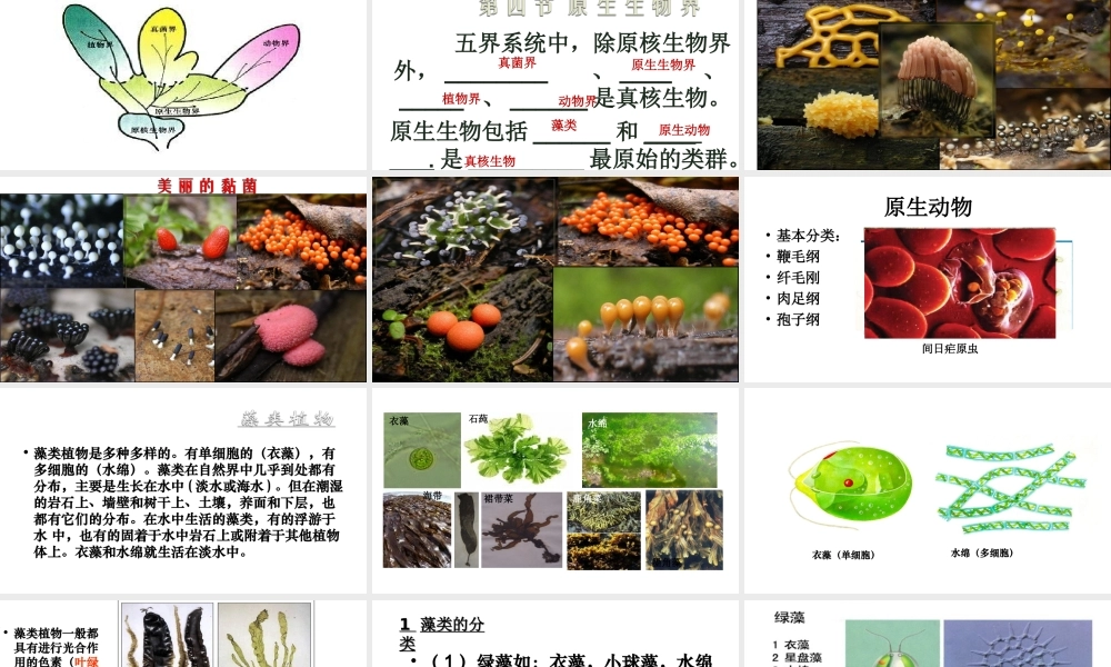 八年级生物下册 22.2 原生生物的主要类群课件 （新版）北师大版-（新版）北师大版初中八年级下册生物课件