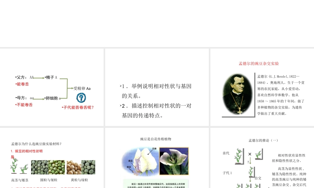 八年级生物下册 7.2.3《基因的显性和隐性》第一课时课件 （新版）新人教版-（新版）新人教级下册生物课件