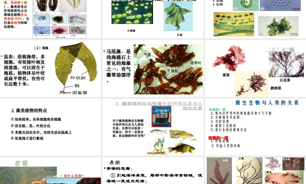 八年级生物下册 22.2 原生生物的主要类群课件 （新版）北师大版-（新版）北师大级下册生物课件