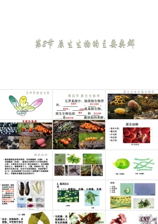 八年级生物下册 22.2 原生生物的主要类群课件 （新版）北师大版-（新版）北师大级下册生物课件