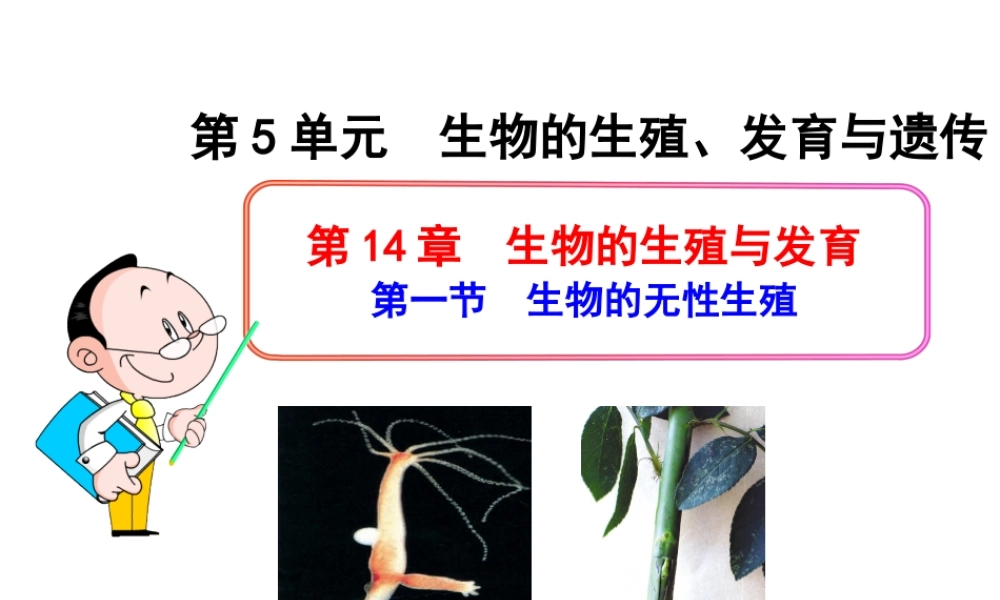 八年级生物下册 第14章 生物的生殖与发育 第一节 生物的无性生殖课件 苏教版