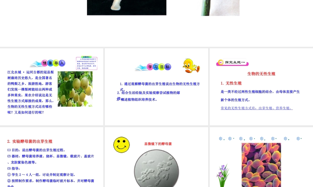 八年级生物下册 第14章 生物的生殖与发育 第一节 生物的无性生殖课件 苏教版