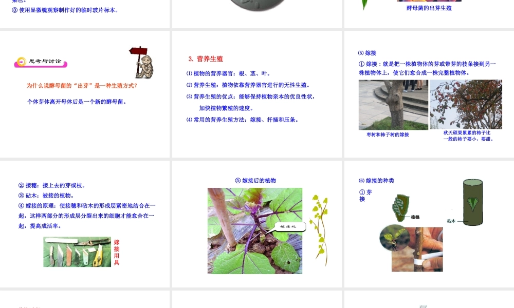 八年级生物下册 第14章 生物的生殖与发育 第一节 生物的无性生殖课件 苏教版