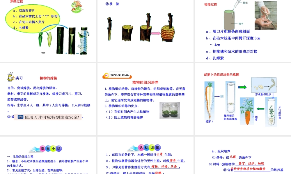 八年级生物下册 第14章 生物的生殖与发育 第一节 生物的无性生殖课件 苏教版