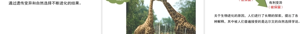 八年级生物下册 7.3.3 生物进化的原因教学课件 （新版）新人教版-（新版）新人教级下册生物课件