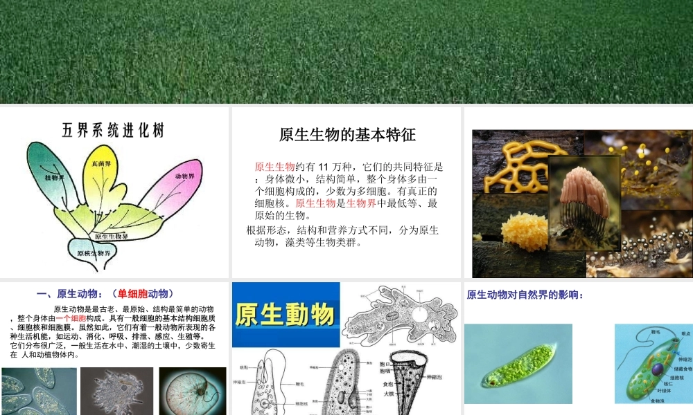 八年级生物下册 22.2 原生生物的主要类群课件 北师大版-北师大级下册生物课件