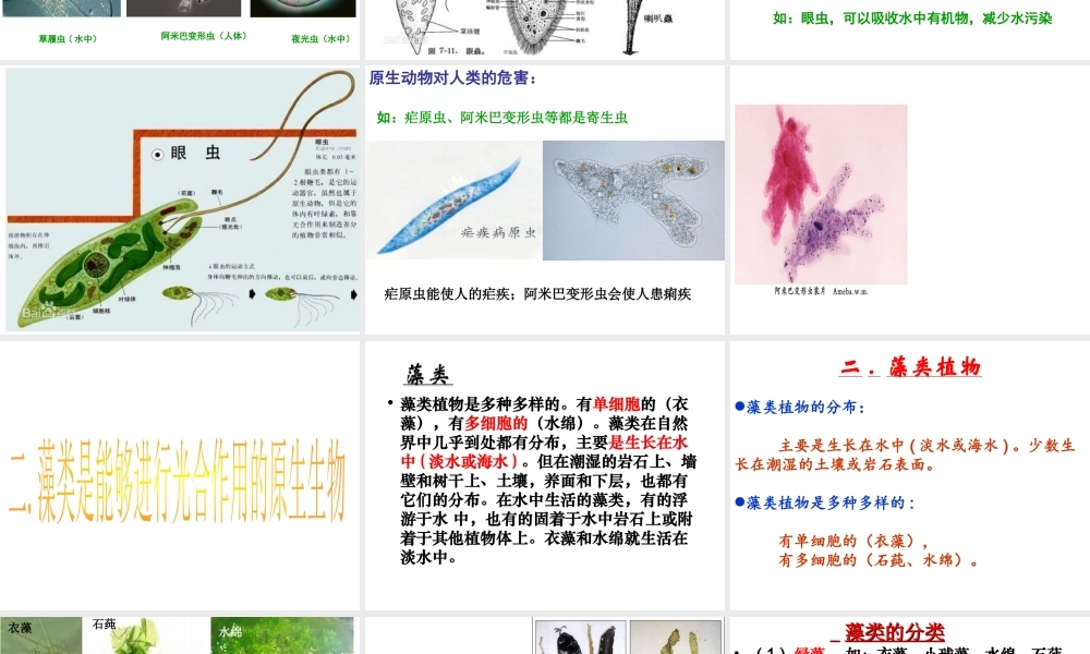 八年级生物下册 22.2 原生生物的主要类群课件 北师大版-北师大级下册生物课件