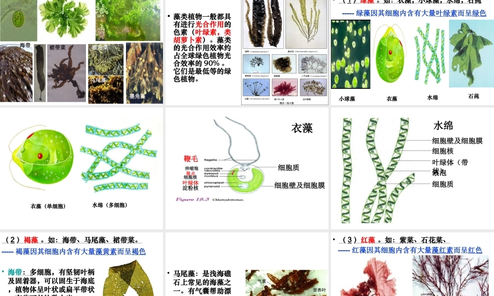 八年级生物下册 22.2 原生生物的主要类群课件 北师大版-北师大级下册生物课件