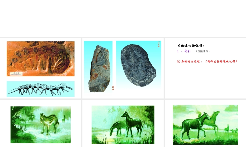 八年级生物下册 22.2《生物进化的历程》课件 苏科版