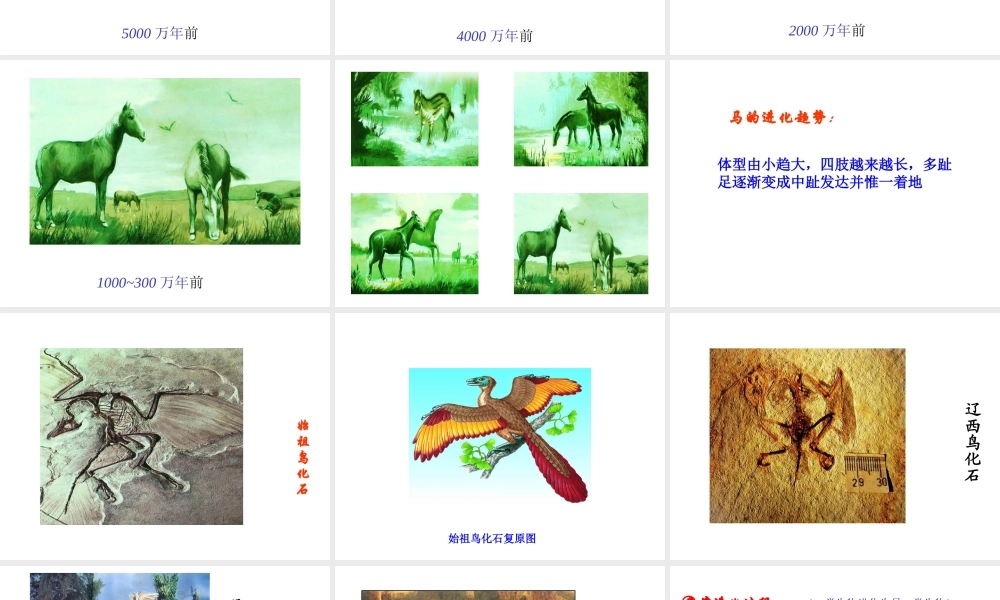 八年级生物下册 22.2《生物进化的历程》课件 苏科版