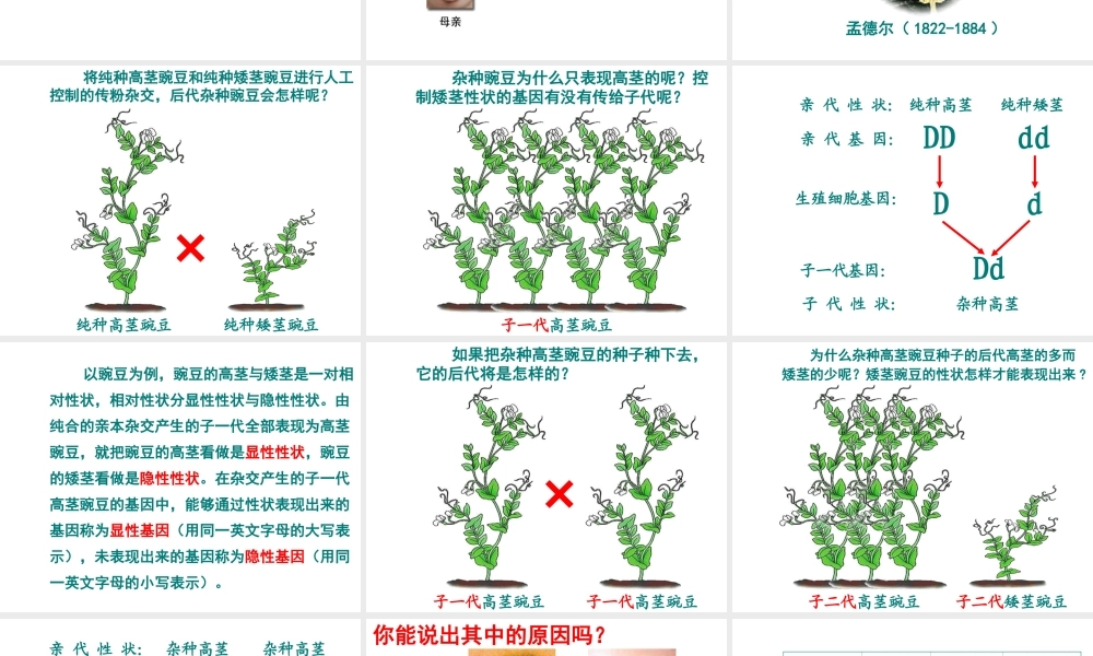 八年级生物下册 7.2.3基因的显性和隐性课件1 （新版）新人教版-（新版）新人教版初中八年级下册生物课件
