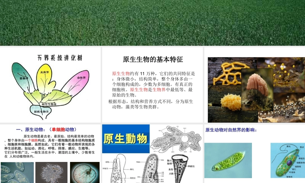 八年级生物下册 22.2《原生生物的主要类群》课件1 （新版）北师大版-（新版）北师大级下册生物课件