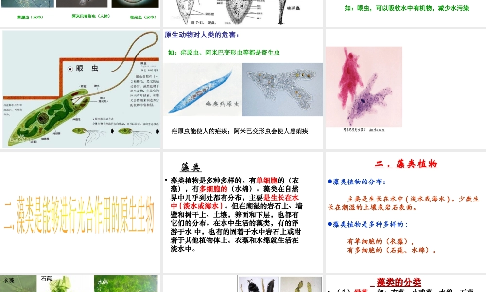 八年级生物下册 22.2《原生生物的主要类群》课件1 （新版）北师大版-（新版）北师大级下册生物课件