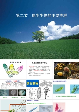 八年级生物下册 22.2《原生生物的主要类群》课件1 （新版）北师大版-（新版）北师大级下册生物课件