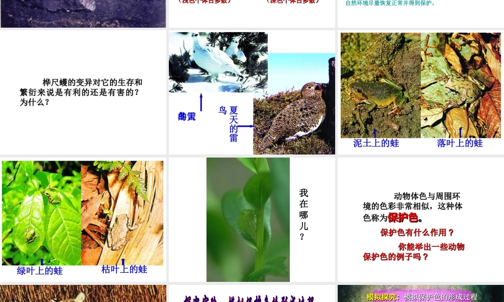 八年级生物下册 7.3.3 生物进化的原因课件 新人教版-新人教级下册生物课件