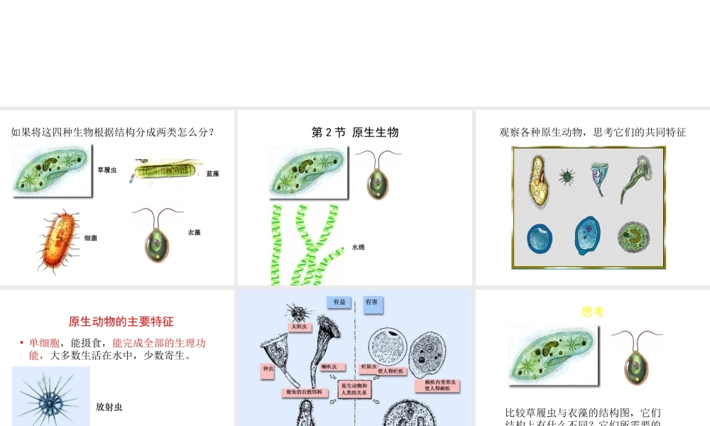 八年级生物下册 22.2《原生生物的主要类群》课件2 （新版）北师大版-（新版）北师大版初中八年级下册生物课件