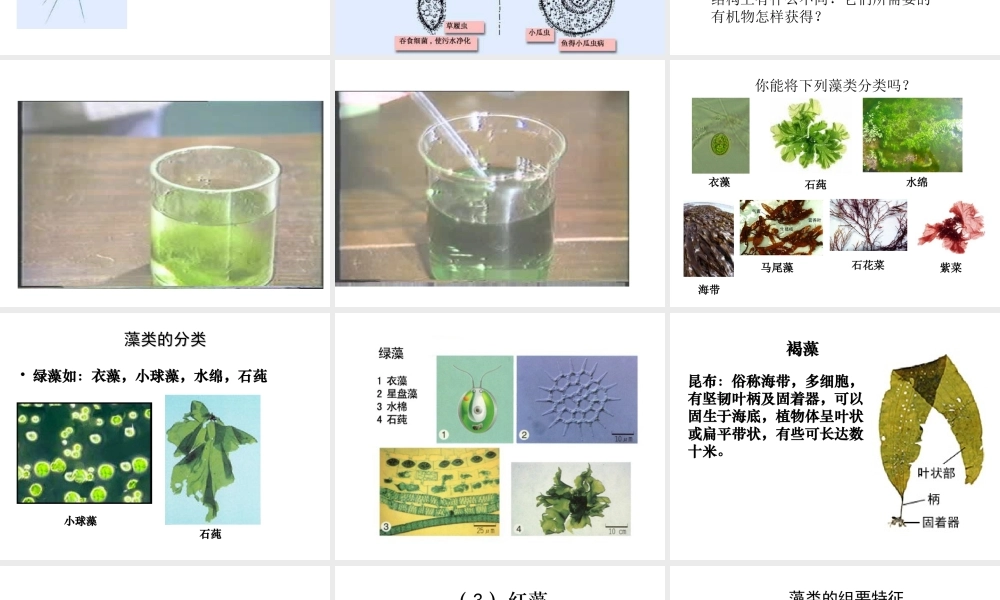 八年级生物下册 22.2《原生生物的主要类群》课件2 （新版）北师大版-（新版）北师大版初中八年级下册生物课件