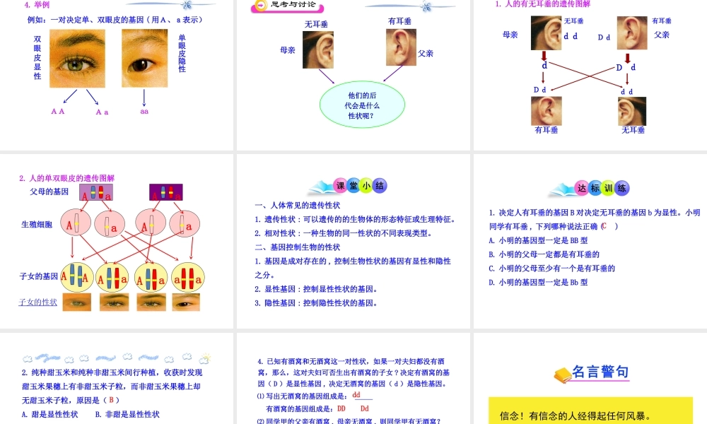 八年级生物下册 第15章 第二节 人的性状和遗传课件 苏教版
