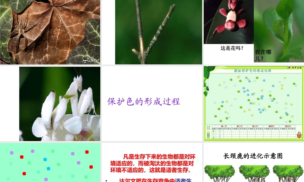 八年级生物下册 7.3.3 生物进化的原因课件（1） 新人教版-新人教版初中八年级下册生物课件