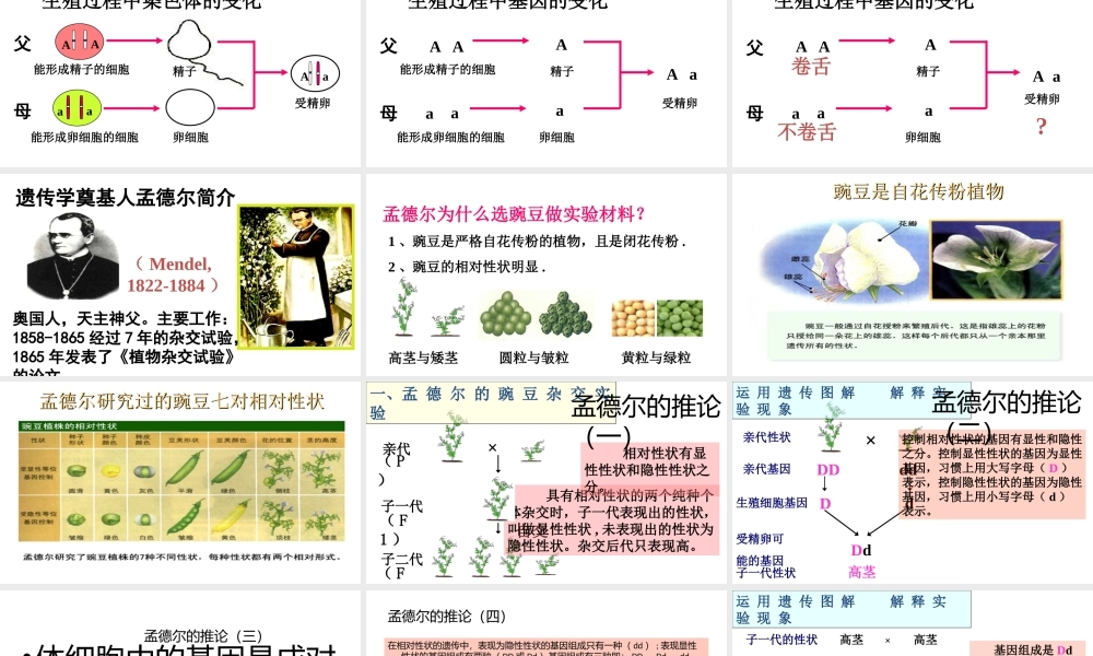 八年级生物下册 7.2.3基因的显性和隐性课件2 （新版）新人教版-（新版）新人教版初中八年级下册生物课件