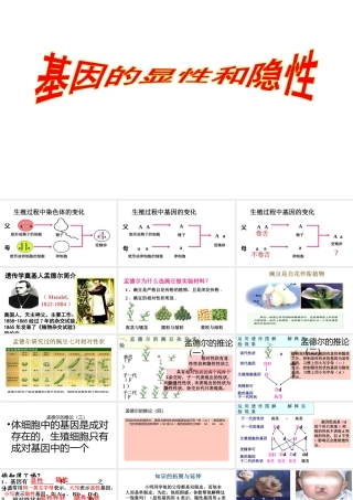 八年级生物下册 7.2.3基因的显性和隐性课件2 （新版）新人教版-（新版）新人教版初中八年级下册生物课件