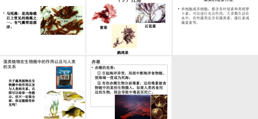 八年级生物下册 22.2《原生生物的主要类群》课件2 （新版）北师大版-（新版）北师大级下册生物课件