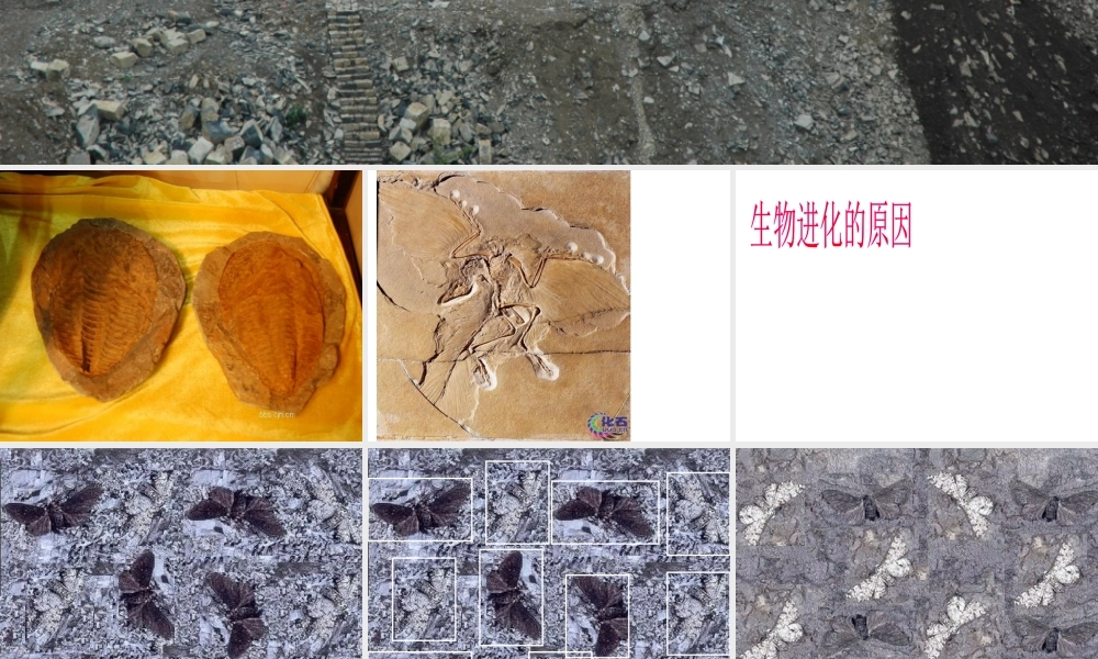 八年级生物下册 7.3.3 生物进化的原因课件（1） 新人教版-新人教级下册生物课件