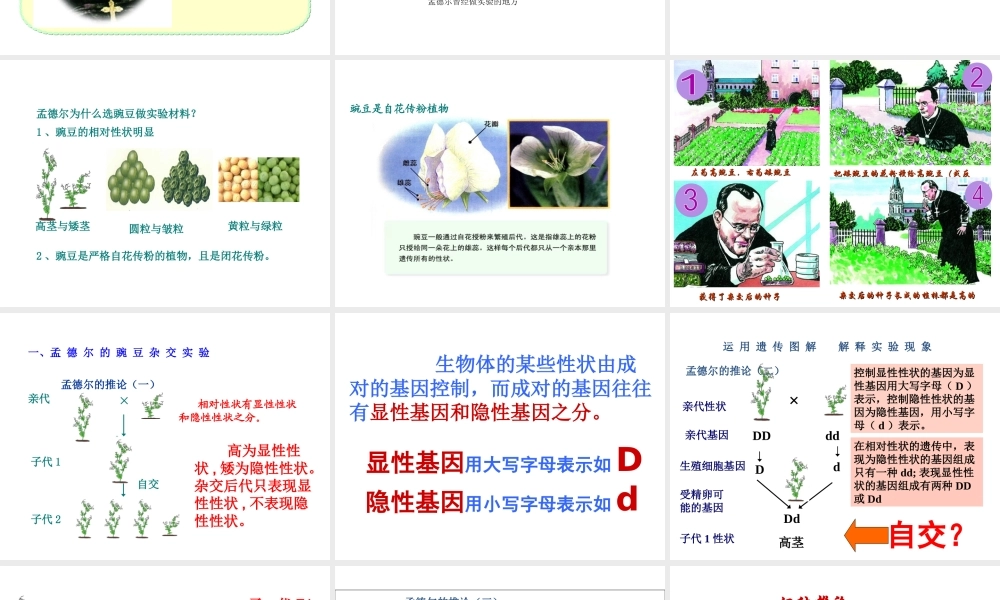 八年级生物下册 7.2.3基因的显性和隐性课件3 （新版）新人教版-（新版）新人教版初中八年级下册生物课件
