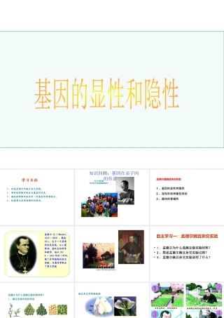 八年级生物下册 7.2.3基因的显性和隐性课件3 （新版）新人教版-（新版）新人教版初中八年级下册生物课件
