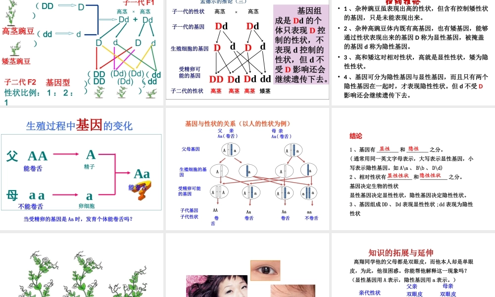 八年级生物下册 7.2.3基因的显性和隐性课件3 （新版）新人教版-（新版）新人教级下册生物课件