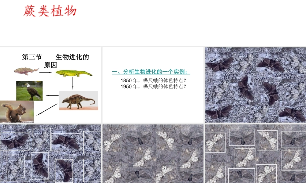 八年级生物下册 7.3.3 生物进化的原因课件（2） 新人教版-新人教级下册生物课件