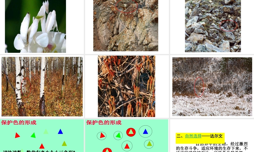 八年级生物下册 7.3.3 生物进化的原因课件（2） 新人教版-新人教级下册生物课件