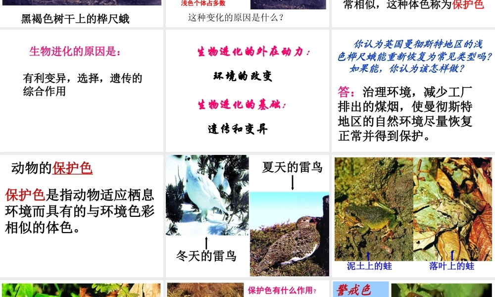八年级生物下册 7.3.3 生物进化的原因课件1 （新版）新人教版-（新版）新人教版初中八年级下册生物课件