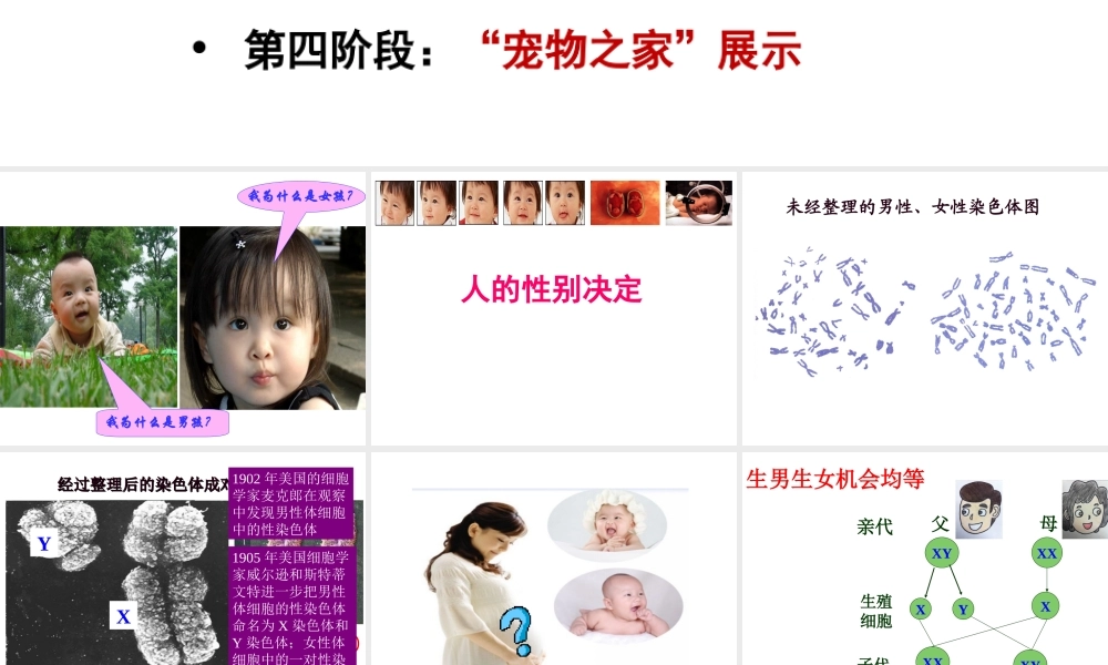 八年级生物下册 22.3 人的性别决定说课课件 （新版）苏教版-（新版）苏教级下册生物课件