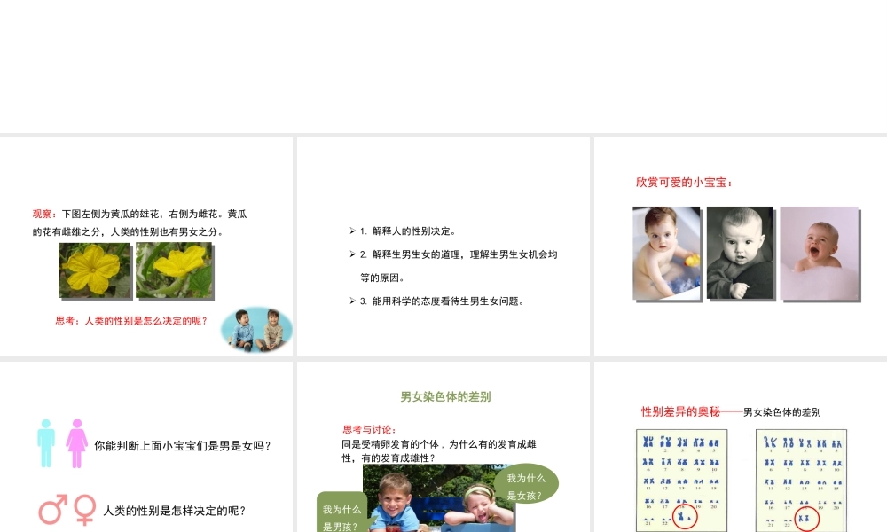 八年级生物下册 7.2.4 人的性别遗传教学课件 （新版）新人教版-（新版）新人教级下册生物课件