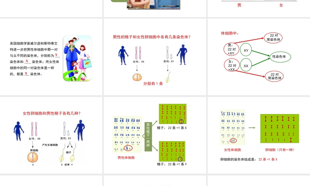 八年级生物下册 7.2.4 人的性别遗传教学课件 （新版）新人教版-（新版）新人教级下册生物课件