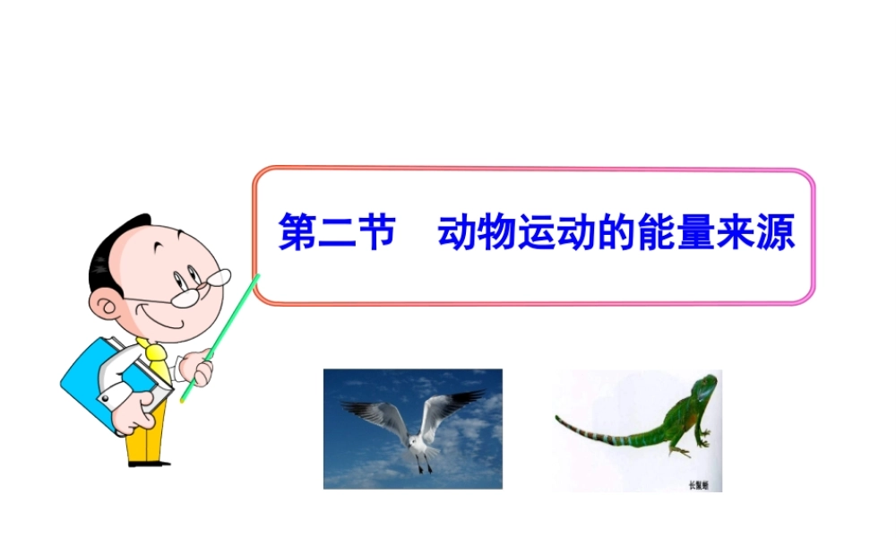 八年级生物下册 第16章 第二节 动物运动的能量来源课件 苏教版