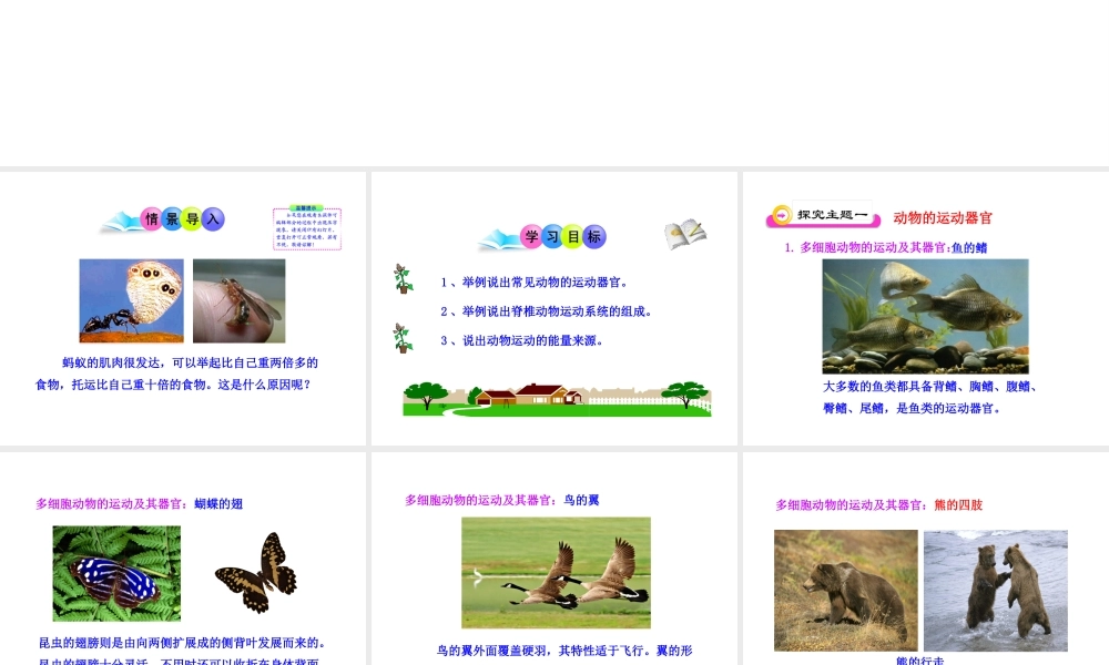 八年级生物下册 第16章 第二节 动物运动的能量来源课件 苏教版